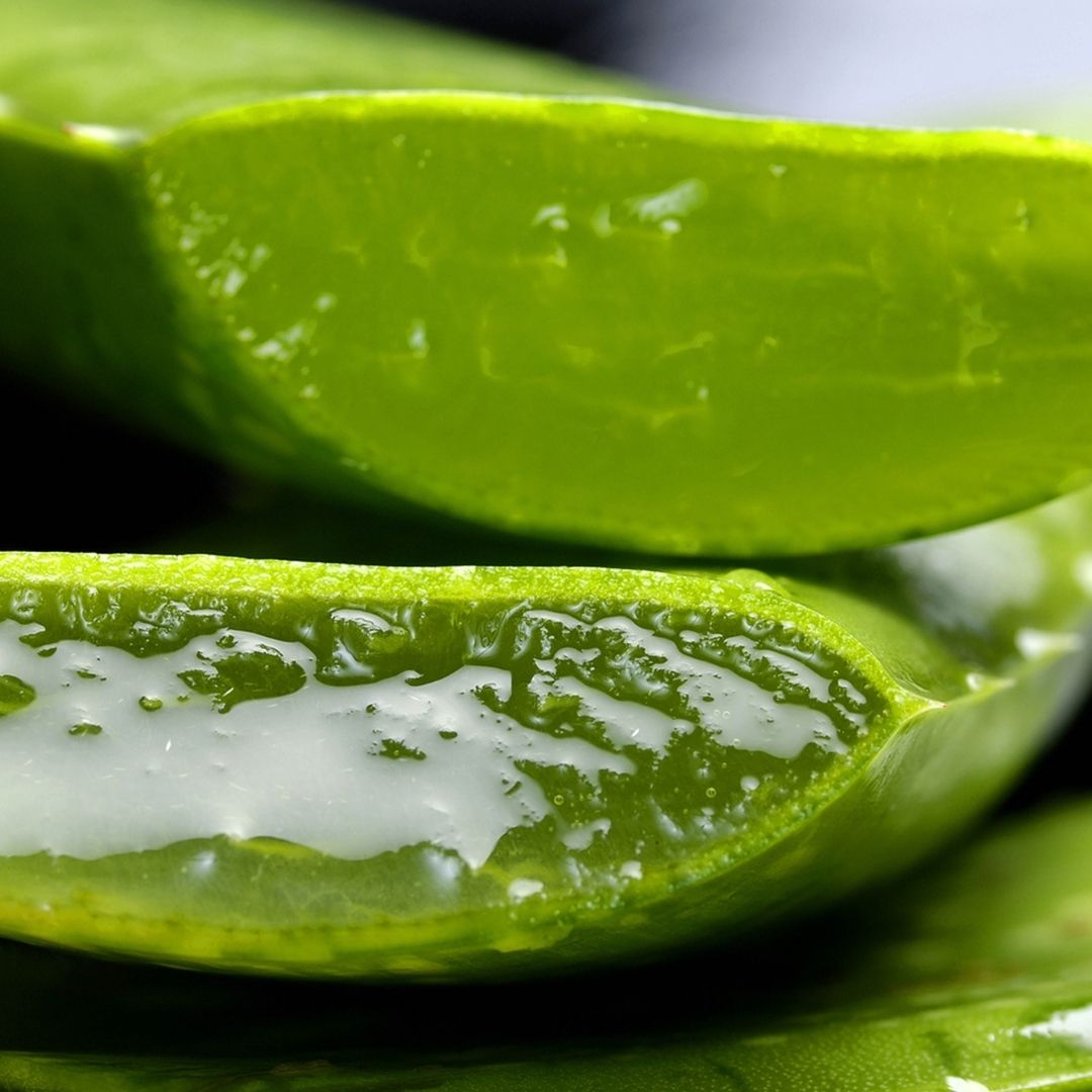 close up of aloe