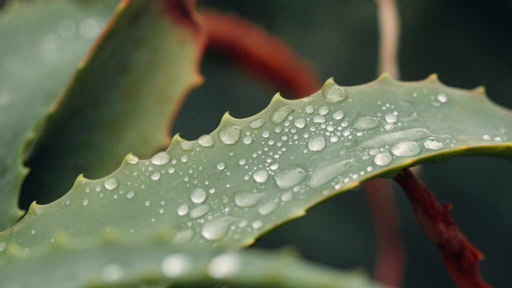 hydrating aloe plant